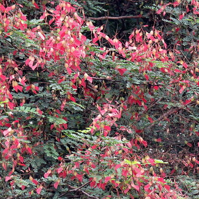 Pterolobium hexapetalum - Indian Redwing, Bhoca, Camp Siege