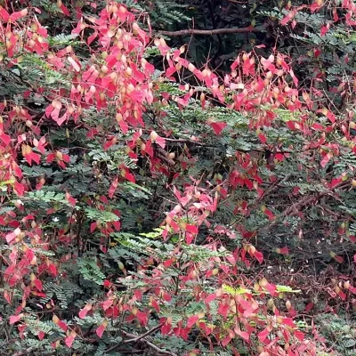 Pterolobium hexapetalum - Indian Redwing, Bhoca, Camp Siege