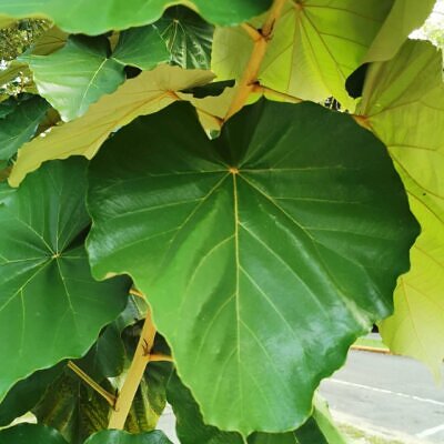 Pterospermum acerifolium - Dinnerplate Tree, Bayur Tree, Maple-Leafed Bayur Tree, Kanak Champa, Muchkunda, Karnikar Tree