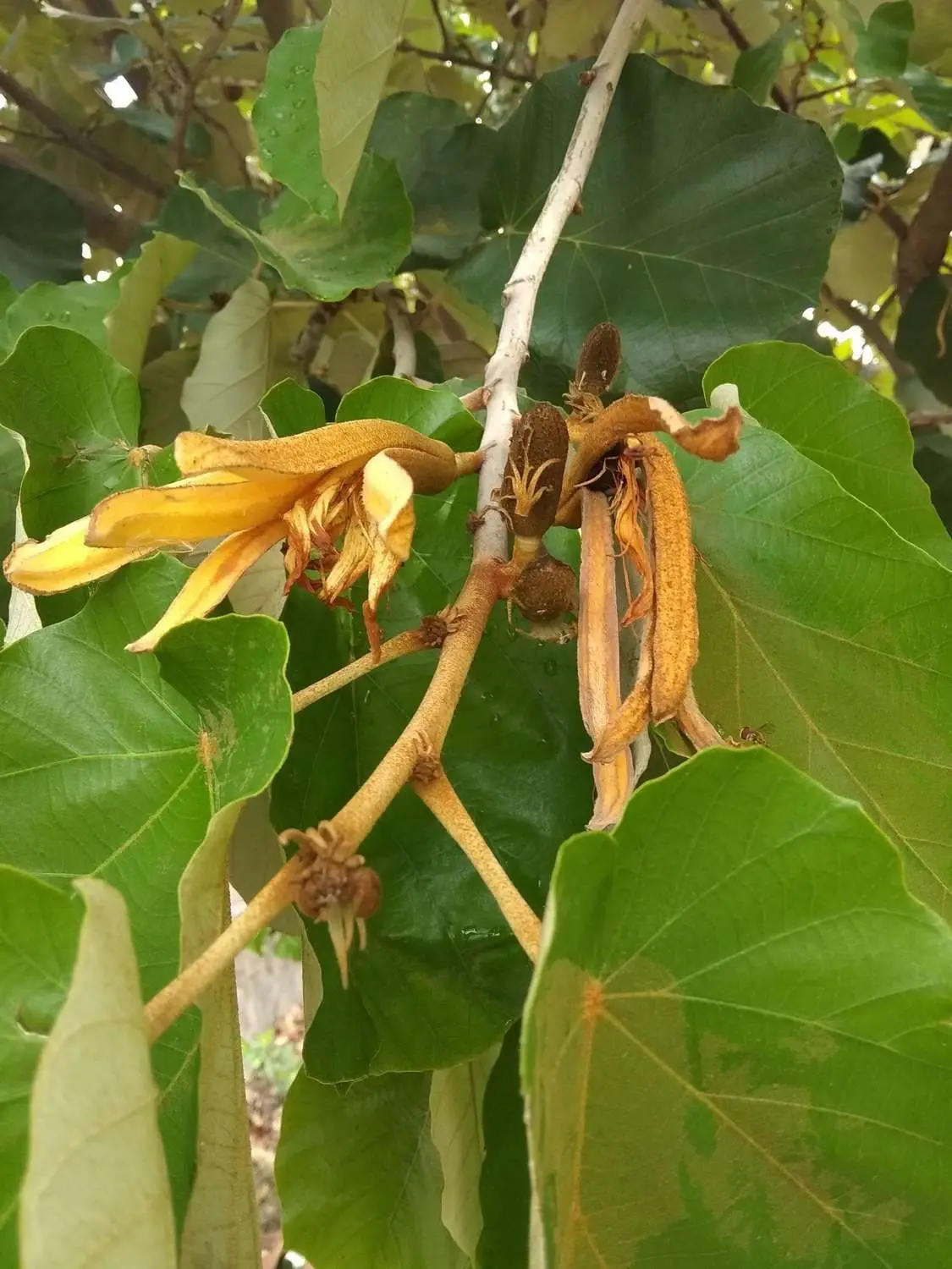 Pterospermum acerifolium - Dinnerplate Tree, Bayur Tree, Maple-Leafed Bayur Tree, Kanak Champa, Muchkunda, Karnikar Tree - Image 2