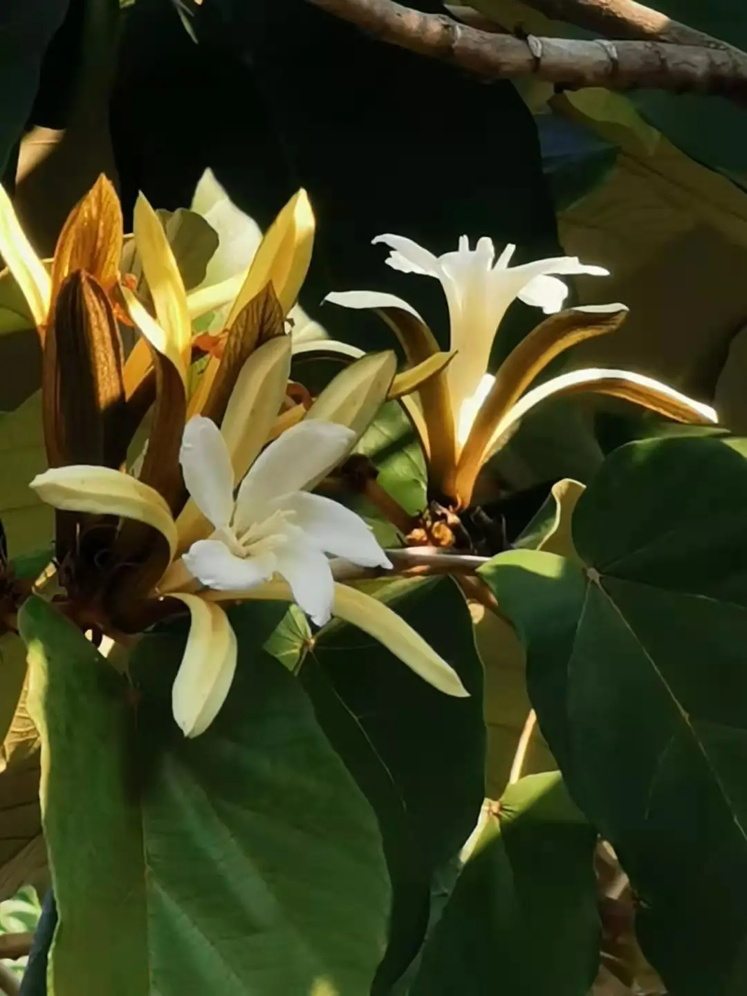 Pterospermum acerifolium - Dinnerplate Tree, Bayur Tree, Maple-Leafed Bayur Tree, Kanak Champa, Muchkunda, Karnikar Tree - Image 3