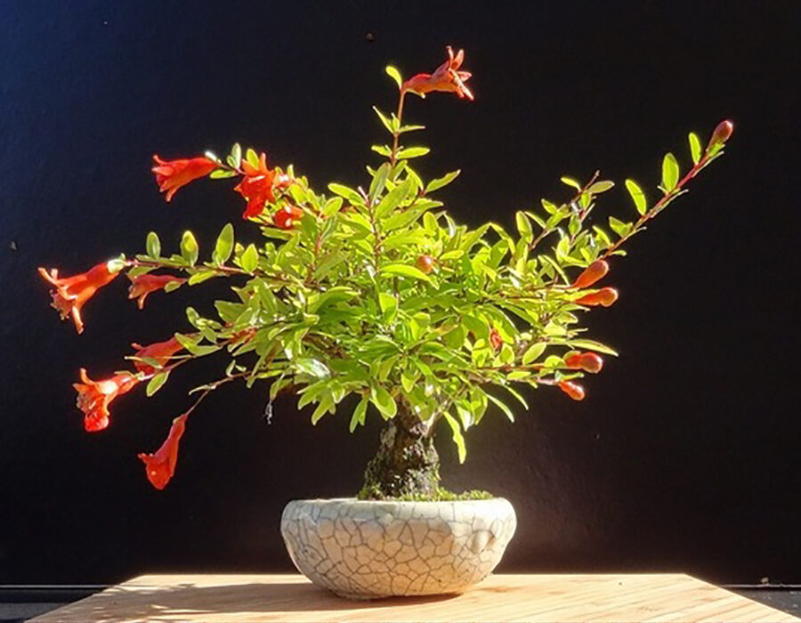 Punica granatum var. nana - Dwarf pomegranate, baby pomegranate