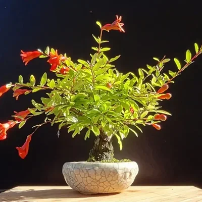 Punica granatum var. nana - Dwarf pomegranate, baby pomegranate