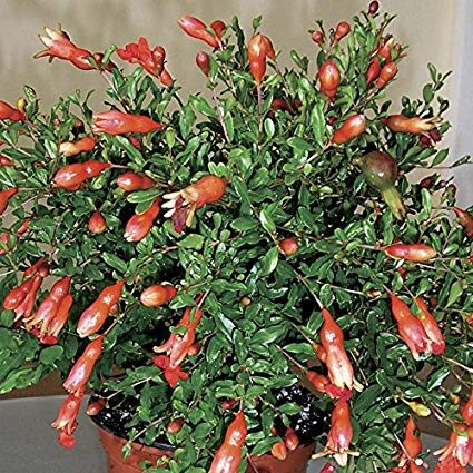 Punica granatum var. nana - Dwarf pomegranate, baby pomegranate - Image 4