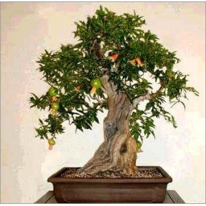 Punica granatum var. nana - Dwarf pomegranate, baby pomegranate - Image 6