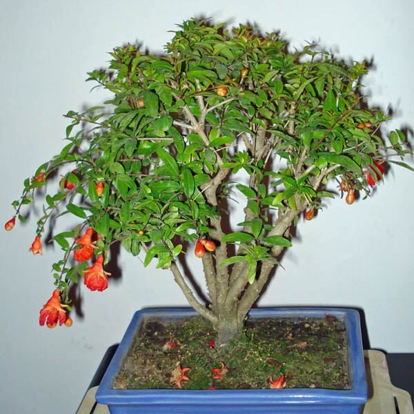 Punica granatum var. nana - Dwarf pomegranate, baby pomegranate - Image 8