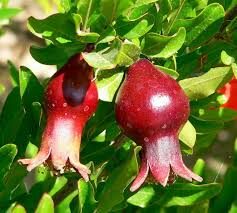 Punica granatum var. nana - Dwarf pomegranate, baby pomegranate - Image 9