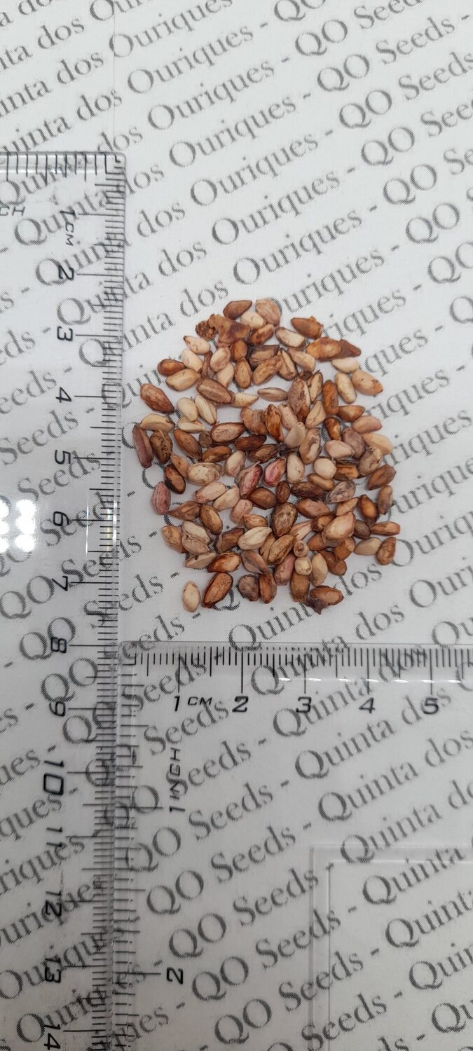 Punica granatum var. nana - Dwarf pomegranate, baby pomegranate - Image 11