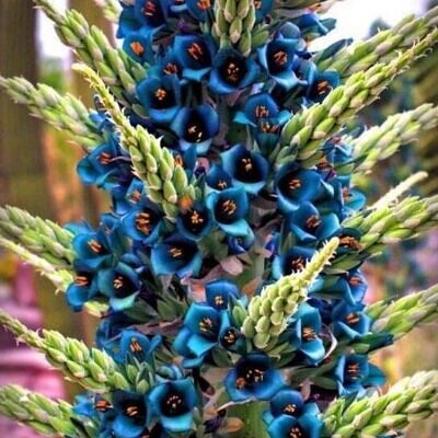 Puya alpestris - Bromeliad alpestris, bromeliad sapphire tower, bromeliad peacock flower
