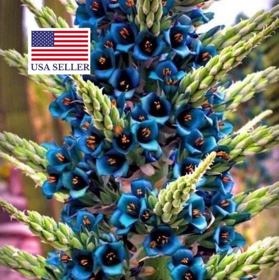 Puya alpestris - Bromeliad alpestris, bromeliad sapphire tower, bromeliad peacock flower - Image 2