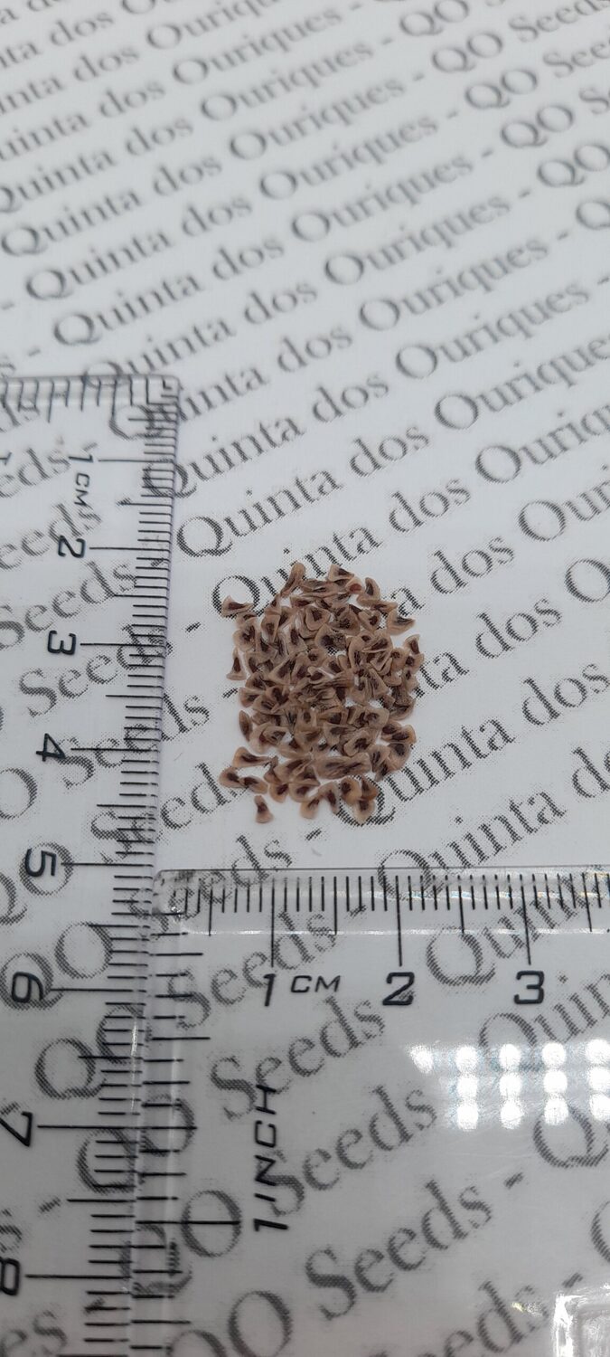 Puya alpestris - Bromeliad alpestris, bromeliad sapphire tower, bromeliad peacock flower - Image 3