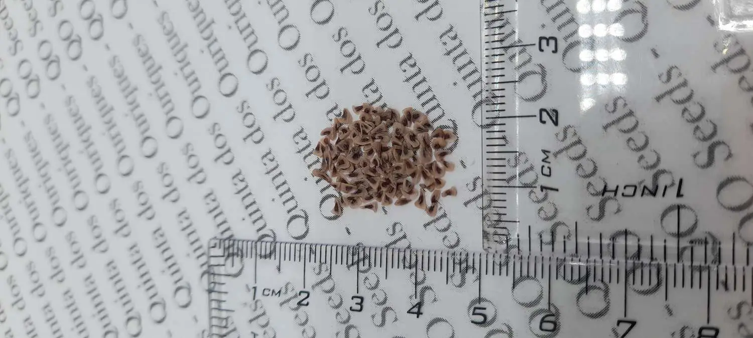 Puya alpestris - Bromeliad alpestris, bromeliad sapphire tower, bromeliad peacock flower - Image 3