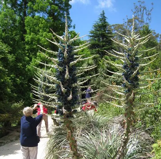 Puya alpestris - Bromeliad alpestris, bromeliad sapphire tower, bromeliad peacock flower - Image 4