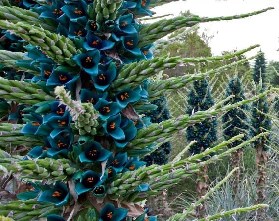 Puya alpestris - Bromeliad alpestris, bromeliad sapphire tower, bromeliad peacock flower - Image 7