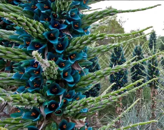 Puya alpestris - Bromeliad alpestris, bromeliad sapphire tower, bromeliad peacock flower - Image 7