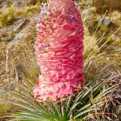 Puya weberiana - Weberian bromeliad, princess of carmine flowers, bromeliad princess pink