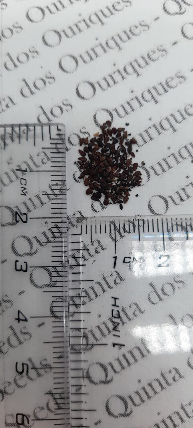 Puya yakespala - Yakespala Bromeliad, Yellow Desert Bromeliad, Lighted Bromeliad - Image 4