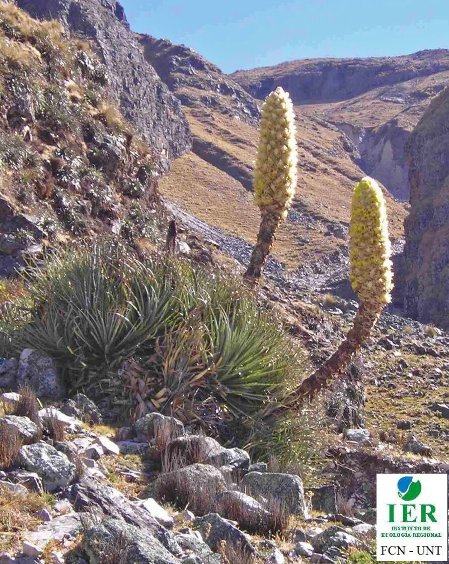 Puya yakespala - Yakespala Bromeliad, Yellow Desert Bromeliad, Lighted Bromeliad - Image 5
