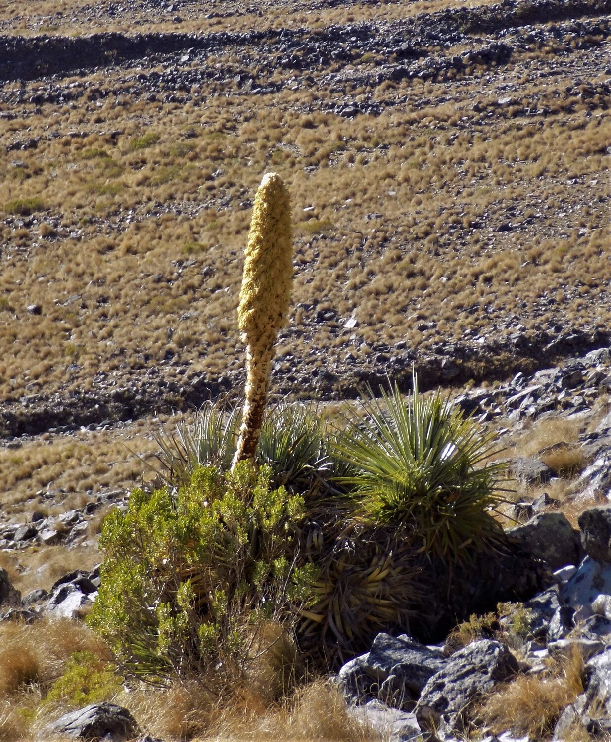 Puya yakespala - Yakespala Bromeliad, Yellow Desert Bromeliad, Lighted Bromeliad - Image 6