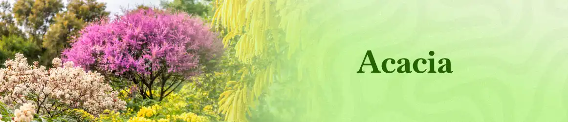 quinta-dos-ouriques-seeds-acacia