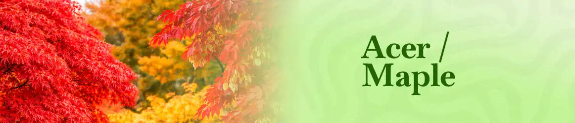 quinta-dos-ouriques-seeds-acer-maple