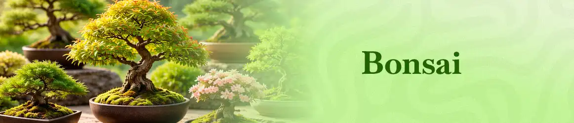 quinta-dos-ouriques-seeds-bonsai