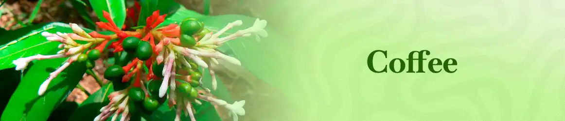 quinta-dos-ouriques-seeds-coffee