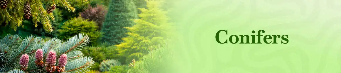 quinta-dos-ouriques-seeds-conifers