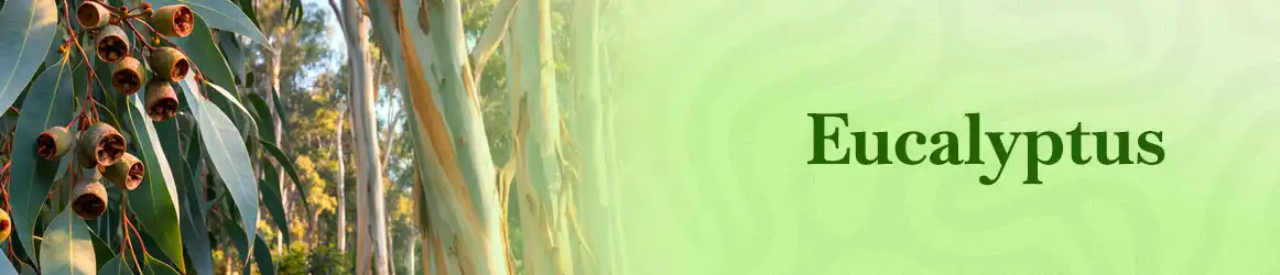 quinta-dos-ouriques-seeds-eucalyptus