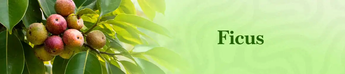 quinta-dos-ouriques-seeds-ficus