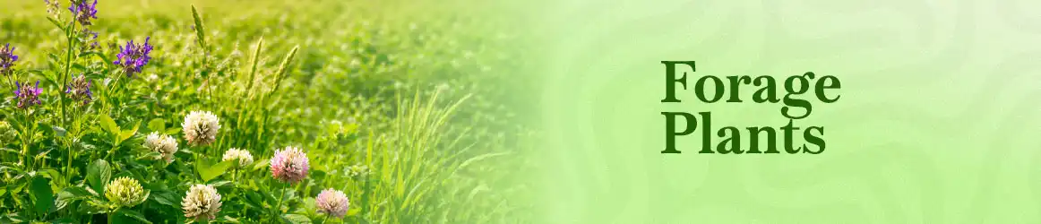 quinta-dos-ouriques-seeds-forage-plants