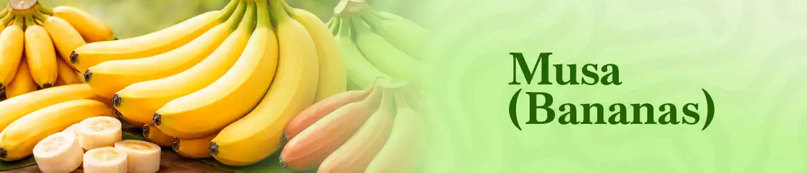 quinta-dos-ouriques-seeds-musa-bananas