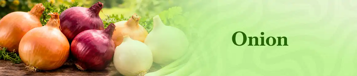 quinta-dos-ouriques-seeds-onion