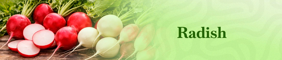 quinta-dos-ouriques-seeds-radish