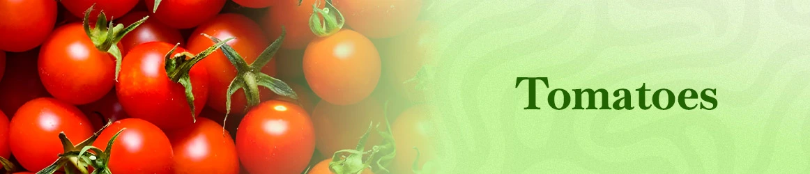 quinta-dos-ouriques-seeds-tomatoes