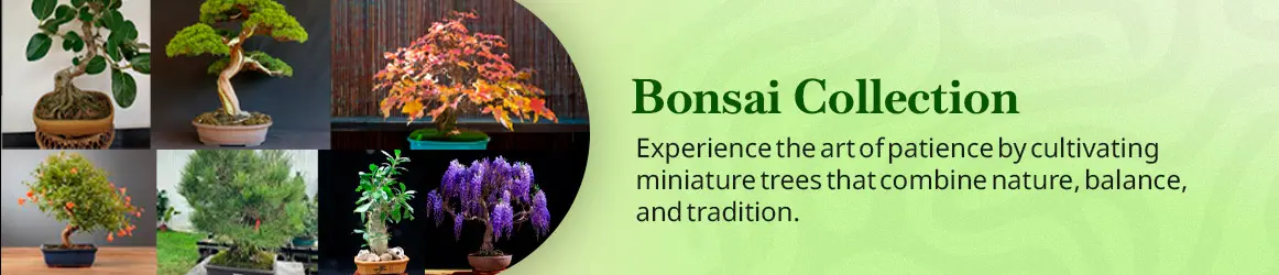 quinta-dos-ouriques-seedskit-bonsai-collection