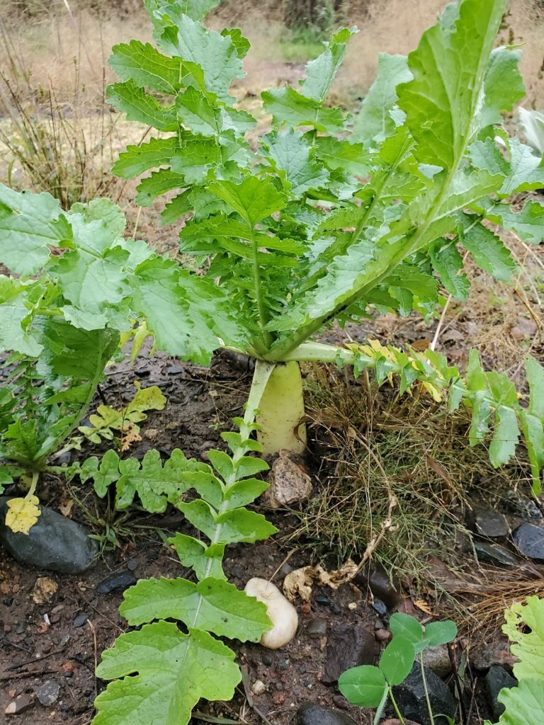 Raphanus raphanistrum subsp. sativus / Raphanus sativus var. longipinnatus - White Radish, Daikon, Mooli - Image 3