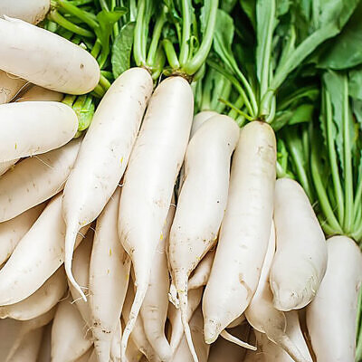 Raphanus raphanistrum subsp. sativus / Raphanus sativus var. longipinnatus - White Radish, Daikon, Mooli