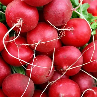 Raphanus sativus 'Red Radish' - Red Radish, Daikon