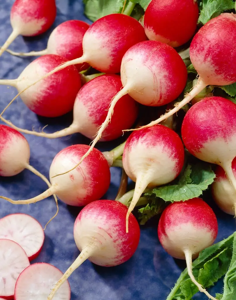 Raphanus sativus 'Red Radish' - Red Radish, Daikon - Image 2