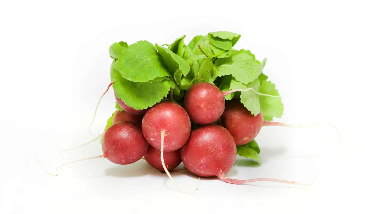Raphanus sativus 'Red Radish' - Red Radish, Daikon - Image 3