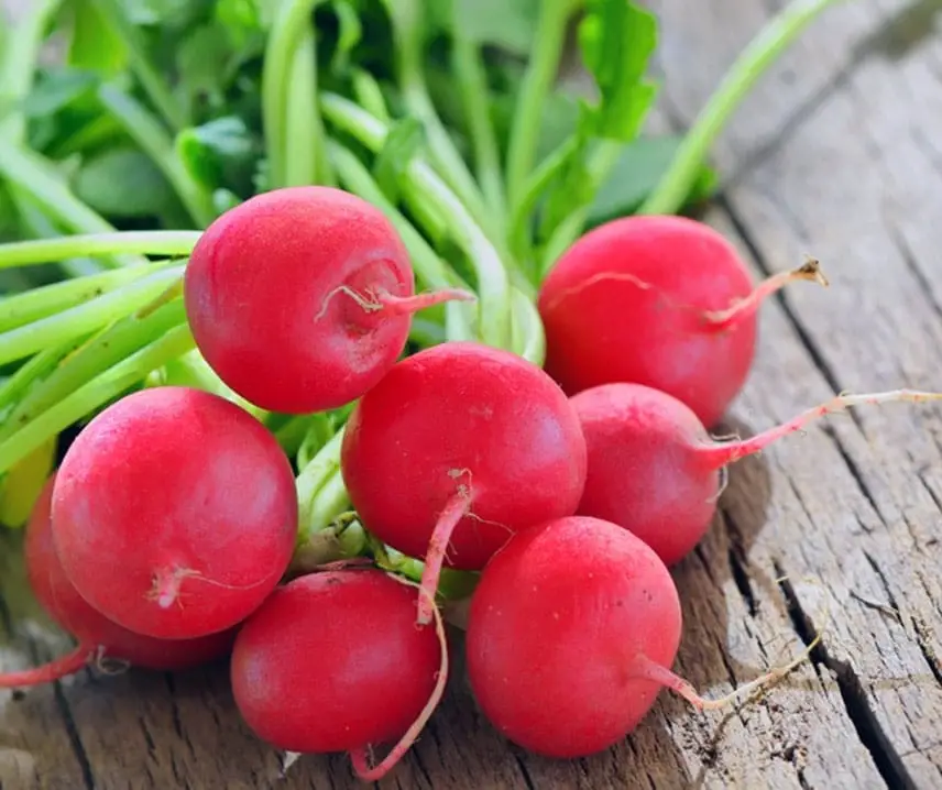 Raphanus sativus 'Red Radish' - Red Radish, Daikon - Image 4