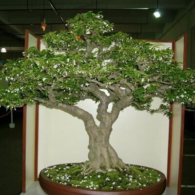 Wrightia religiosa / Echites religiosus - Sacred buddhist, water jasmine, sacred flower, sacred mok, wild water plum