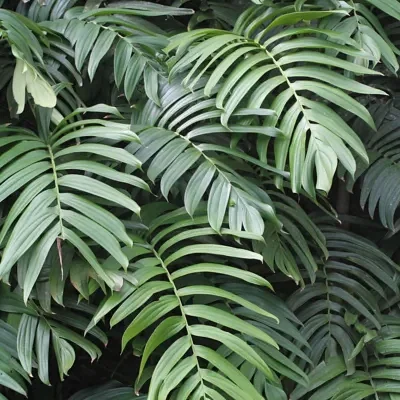 Rhaphidophora decursiva - Creeping Philodendron
