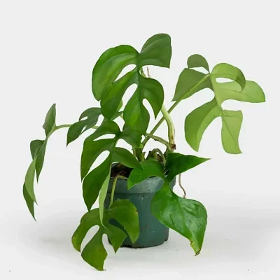Rhaphidophora tetrasperma - Mini Monstera, Philodendron Ginny, Philodendron Piccolo