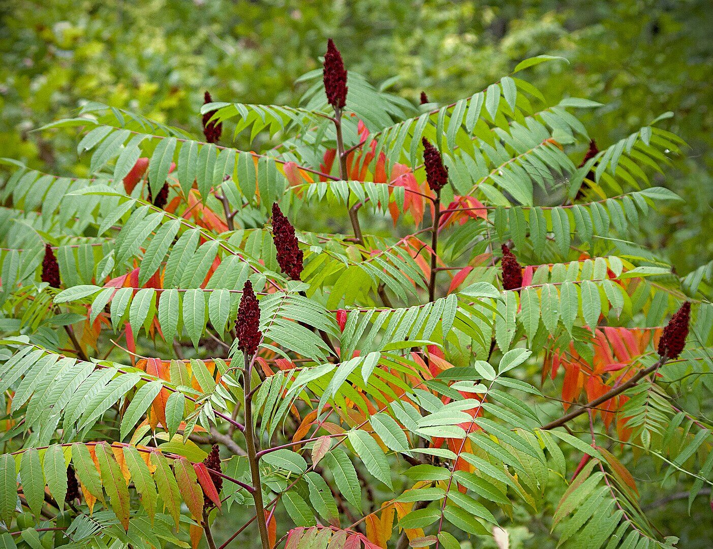 Rhus typhina - Staghorn Sumac, Velvet Sumac, Vinegar Tree - Image 2