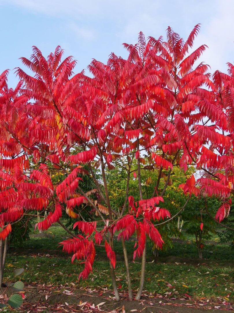 Rhus typhina - Staghorn Sumac, Velvet Sumac, Vinegar Tree - Image 3