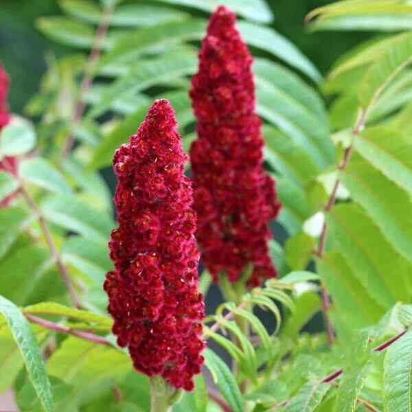 Rhus typhina - Staghorn Sumac, Velvet Sumac, Vinegar Tree - Image 4