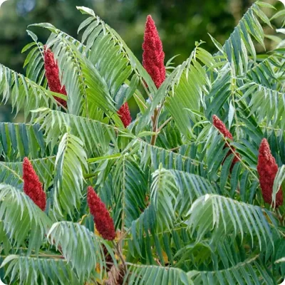 Rhus typhina - Staghorn Sumac, Velvet Sumac, Vinegar Tree