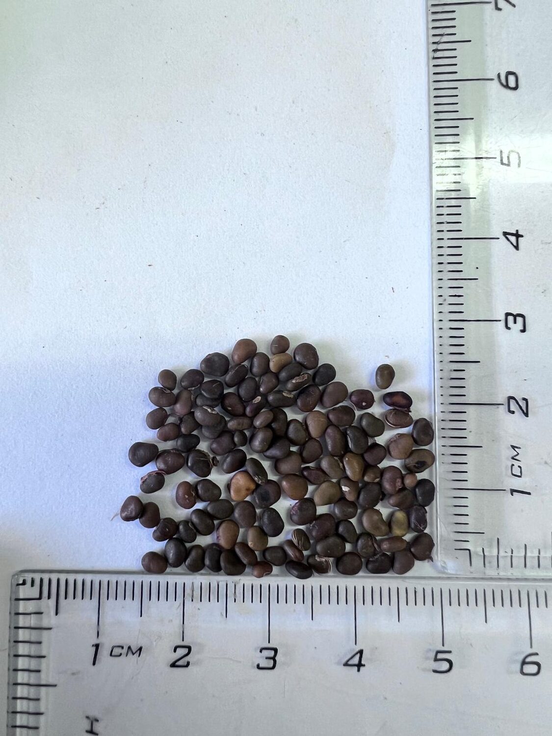 Rhus typhina - Staghorn Sumac, Velvet Sumac, Vinegar Tree - Image 5